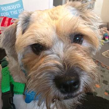 Hootie -  Shih Tzu and Maltese Dog for Adoption in Chicago, Illinois - Hootie | PetCurious