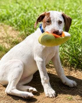 Maple -  German Shorthaired Pointer Dog for Adoption in Monticello, Minnesota - Maple | PetCurious