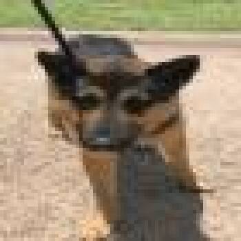 Bentley -  German Shepherd Dog Dog for Adoption in Denver, Colorado - Bentley | PetCurious