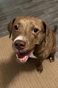 Rescue Labrador Retriever Dogs for Adoption in Ball Ground, Georgia - Trinity | PetCurious