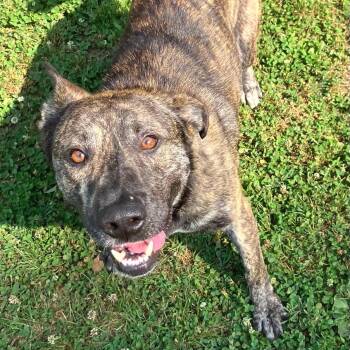 Mixed Breed Dogs Available for Adoption in Chattanooga, Tennessee - Linus | PetCurious
