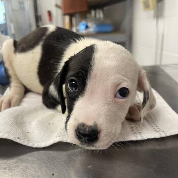 Mixed Breed Dogs Available for Adoption in Sarasota, Florida - Saint | PetCurious