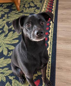 Cooper -  Chihuahua and Terrier Dog for Adoption in Euless, Texas - Cooper | PetCurious