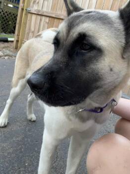 Rescue Akita Dogs for Adoption in Chicago, Illinois - Lena | PetCurious
