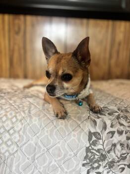 Chihuahua Dogs Available for Adoption in Citrus Heights, California - Jack - The Darling Boy  | PetCurious