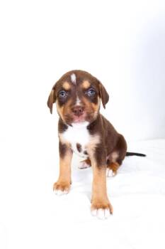 Cocoa Puff -  Shepherd Dog Available for Adoption in Bixby, Oklahoma - Cocoa Puff | PetCurious