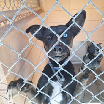 Rescue Husky and Shepherd Dogs for Adoption in Gautier, Mississippi - Lenny | PetCurious