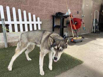 Siberian Husky Dogs Available for Adoption in Modesto, California - A609201 | PetCurious