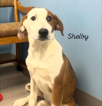 Shelby -  Coonhound Dog for Adoption in Ulster, Pennsylvania - Shelby | PetCurious