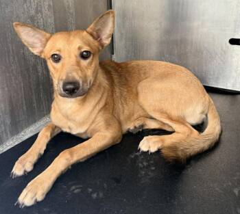 TINY -  Shepherd and Mixed Breed Dog for Adoption in San Antonio, Texas - TINY | PetCurious