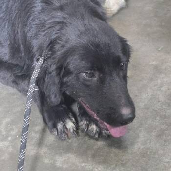 Yin -  Mixed Breed Dog for Adoption in Columbus, North Carolina - Yin | PetCurious