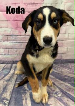 Koda -  Bernese Mountain Dog and Husky Dog for Adoption in Quincy, Michigan - Koda | PetCurious