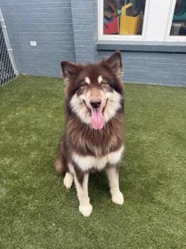 Cynthia -  Alaskan Malamute and Mixed Breed Dog for Adoption in Lafayette, Indiana - Cynthia | PetCurious