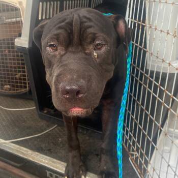 Darwin -  Shar Pei and Mixed Breed Dog for Adoption in Montgomery, Alabama - Darwin | PetCurious
