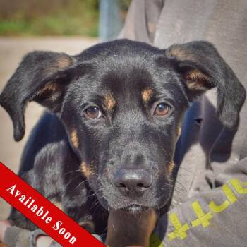 Tommy -  German Shepherd Dog and Black Labrador Retriever Dog for Adoption in Huntley, Illinois - Tommy | PetCurious