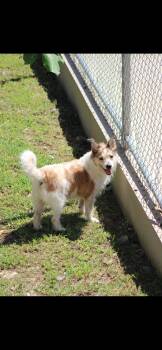 Rescue Terrier Dogs for Adoption in Humacao, Humacao - Benji Boy | PetCurious