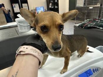 TOBY -  Chihuahua Dog for Adoption in Thousand Palms, California - TOBY | PetCurious