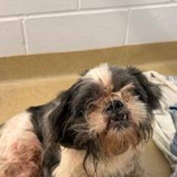 Shih Tzu Dogs Available for Adoption in West Palm Beach, Florida - Biscuit | PetCurious