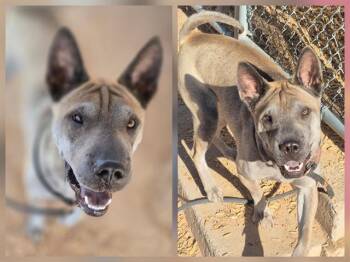 TRASH PANDA -  Shar Pei Dog for Adoption in Albuquerque, New Mexico - TRASH PANDA | PetCurious