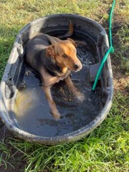 Arthur -  German Shepherd Dog and Shar Pei Dog for Adoption in Boerne, Texas - Arthur | PetCurious