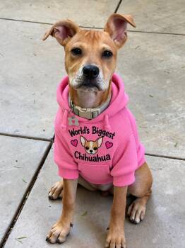 Pepper -  American Staffordshire Terrier Dog for Adoption in Corona, California - Pepper | PetCurious