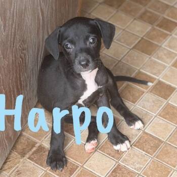 Pit Bull Terrier Dogs Available for Adoption in Wilmington, Illinois - Harpo | PetCurious