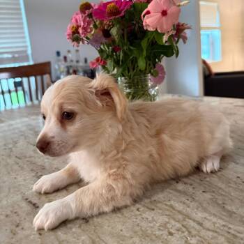 Doc McFluffins -  Chihuahua and Mixed Breed Dog for Adoption in Houston, Texas - Doc McFluffins | PetCurious