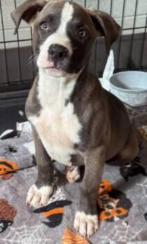 Rescue Mixed Breed Dogs for Adoption in Watertown, Wisconsin - Nash (was Spades) | PetCurious
