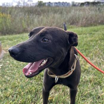 Rescue Chocolate Labrador Retriever Dogs for Adoption in Pearland, Texas - Axel | PetCurious