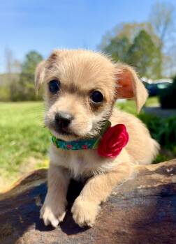 Chihuahua and Poodle Dogs Available for Adoption - Bluebell | PetCurious