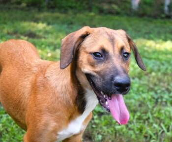 Rescue Hound Dogs for Adoption in Mobile, Alabama - Snack Wrap | PetCurious
