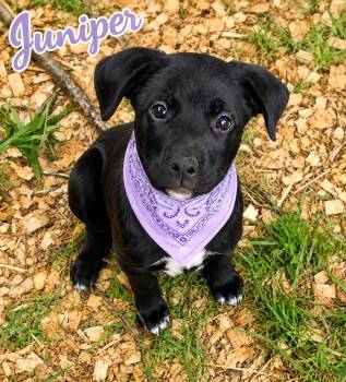Juniper -  Border Collie Dog for Adoption in Ooltewah, Tennessee - Juniper | PetCurious
