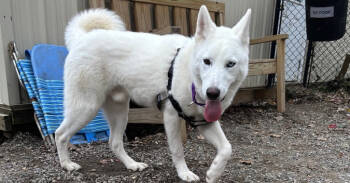Rescue Husky Dogs for Adoption in Elmsford, New York - Miles Available 11/6 | PetCurious