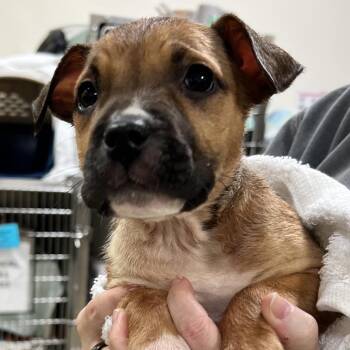 American Staffordshire Terrier Dogs Available for Adoption in Lynchburg, Virginia - Faline | PetCurious