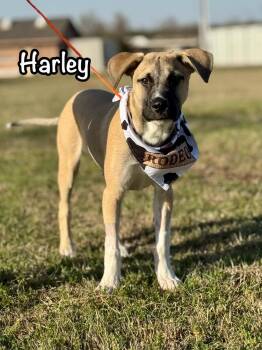 Harley -  Anatolian Shepherd Dog for Adoption in Tulsa, Oklahoma - Harley | PetCurious