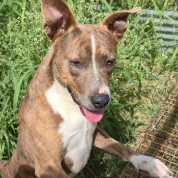 Mister -  Pit Bull Terrier and Mixed Breed Dog for Adoption in Austin, Texas - Mister | PetCurious