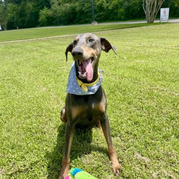 Rescue Doberman Pinscher Dogs for Adoption in Angleton, Texas - Ginkgo | PetCurious