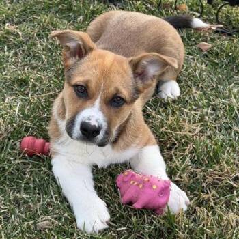 Terrier and Cardigan Welsh Corgi Dogs Available for Adoption - Mickey | PetCurious