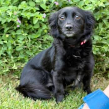 Lacey -  Dachshund and Chihuahua Dog for Adoption in Raeford, North Carolina - Lacey | PetCurious