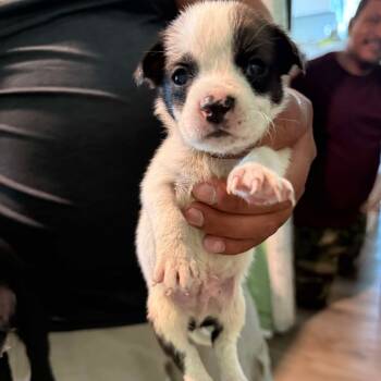 Rescue Husky Dogs for Adoption in Tampa, Florida - Kurt | PetCurious