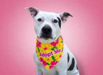 Majyk- ADOPT Me -  Pit Bull Terrier Dog Available for Adoption in Redondo Beach, California - Majyk- ADOPT Me | PetCurious