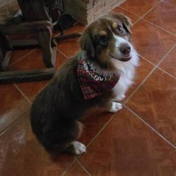 Jasper -  Australian Shepherd Dog for Adoption in Liverpool, Texas - Jasper | PetCurious