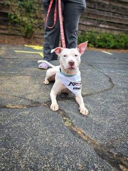 Rescue Mixed Breed Dogs for Adoption in Chamblee, Georgia - Teffelon- IN FOSTER | PetCurious