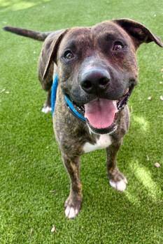 MELROSE -  Mixed Breed Dog for Adoption in Jacksonville, Florida - MELROSE | PetCurious