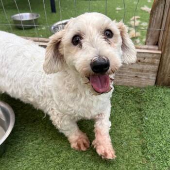 French Kiss 3832 -  Havanese and Maltese Dog for Adoption in Loxahatchee Groves, Florida - French Kiss 3832 | PetCurious