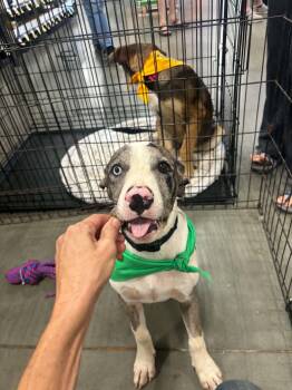 Odin -  Catahoula Leopard Dog Dog for Adoption in Meeker, Oklahoma - Odin | PetCurious