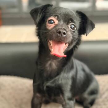 Gidget -  Chihuahua Dog for Adoption in Brainerd, Minnesota - Gidget | PetCurious