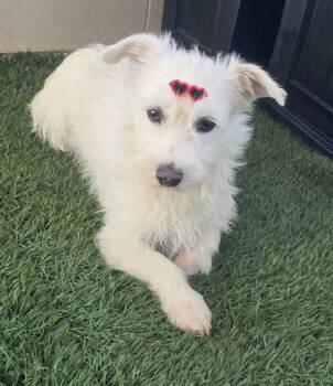 Miniature Poodle and West Highland White Terrier Westie Dogs Available for Adoption in Fallbrook, California - Gina | PetCurious