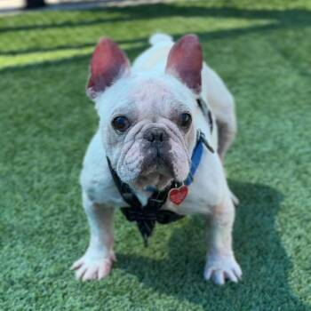 Bingo A2276642 -  French Bulldog Dog for Adoption in Los Angeles, California - Bingo A2276642 | PetCurious
