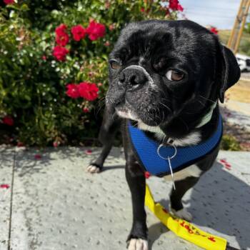 Pug and Mixed Breed Dogs Available for Adoption in San Francisco, California - Patrick | PetCurious